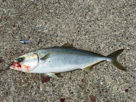 太刀魚、サゴシ、ハマチ、爆風